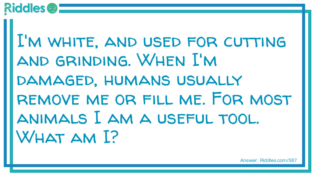 I'm white, and used for cutting and grinding. When I'm damaged, humans usually remove me or fill me. For most animals I am a useful tool.
What am I?